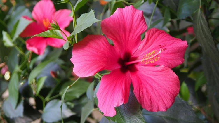 Hibiscus Rosa-Sinensis flower