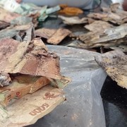Ini Alasan Uang Puluhan Juta yang Rusak Akibat Rayap Tak Bisa Ditukar Full di Bank Indonesia