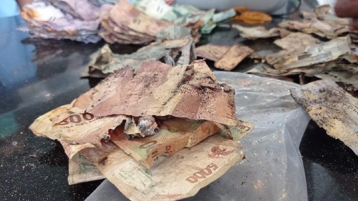 Ini Alasan Uang Puluhan Juta yang Rusak Akibat Rayap Tak Bisa Ditukar Full di Bank Indonesia