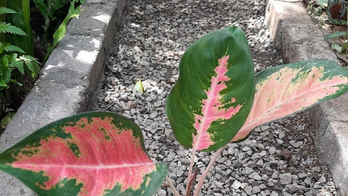 Aglaonema Red Kochin
