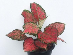15 Tanaman Hias Daun yang Bisa Ditanam Outdoor, Bikin Rumah Cantik