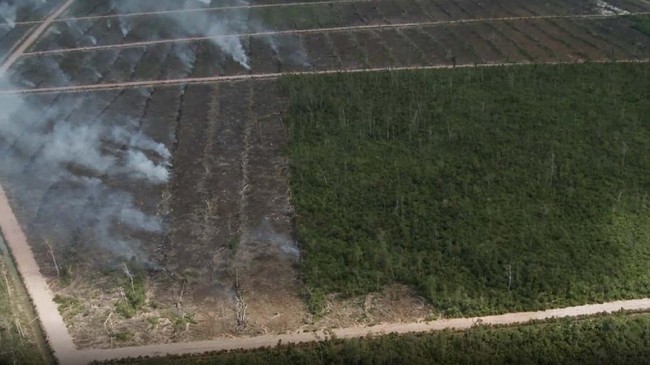 Sumber deforestasi tertinggi di areal pelepasan kawasan hutan (PKH) di Papua diklaim bukan bersumber dari 17 SK PKH yang diterbitkan di era Presiden Jokowi.