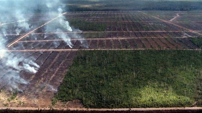 Masyarakat adat Suku Awyu Papua khawatir konsesi dua perusahaan itu merusak hutan adat. Bagi mereka hutan adalah sumber kehidupan.