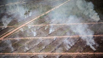 Pantauan Satelit Deteksi 36 Titik Panas Karhutla di Papua Barat