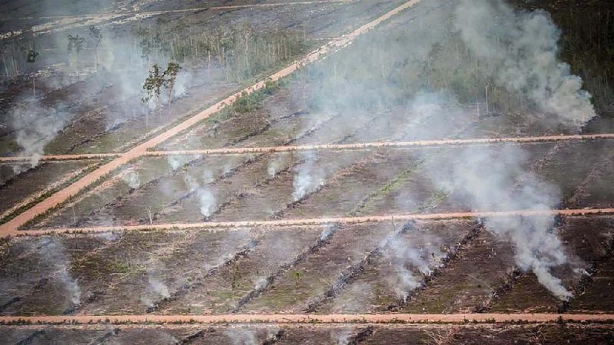 Pantauan Satelit Deteksi 36 Titik Panas Karhutla di Papua Barat