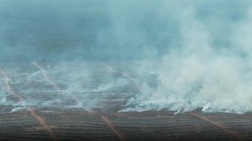 Greenpeace: Perusahaan Korsel Bakar Hutan Papua Seluas Seoul