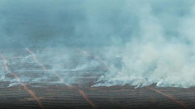 Investigasi Greenpeace dan Forensic Architeture menemukan dugaan perusahaan Korea Selatan melakukan pembakaran hutan untuk membuka lahan di Papua.