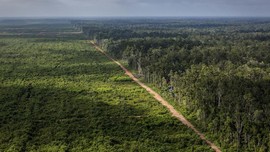 KPK Temukan Masalah Ekspansi Kebun Sawit di Papua