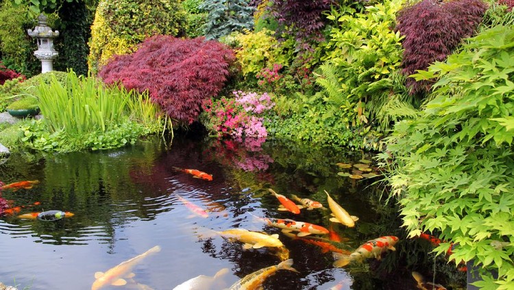 kolam ikan Big Kois in the pond