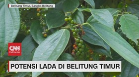 VIDEO: Potensi Lada di Belitung Timur
