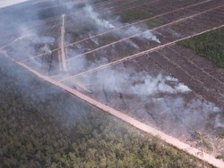 57 Ribu Ha Hutan Papua Dibakar untuk Sawit, Komisi IV Akan Panggil KLHK