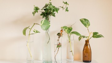 ENGLISH IVY, BAMBU, HINGGA LILI PERDAMAIAN YANG BISA JADI REKOMENDASI