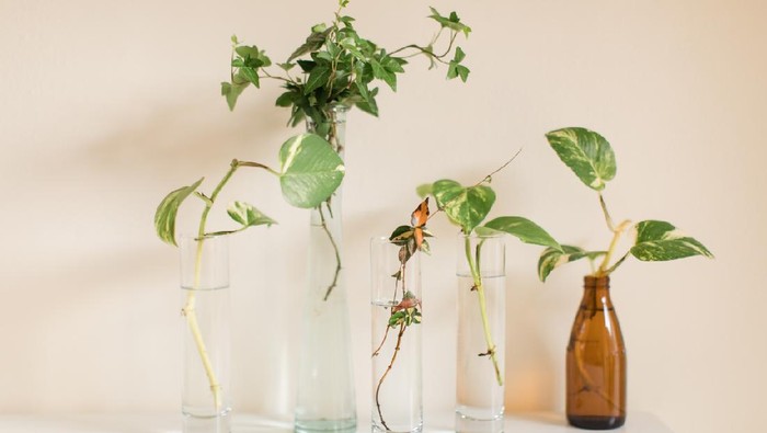 Propagating a Green English Ivy & Pothos Plants. A dark green English Ivy and pothos in vases propagating in bright natural light

English Ivy and pothos are easy-care houseplants that grow quickly and are easy to propagate.