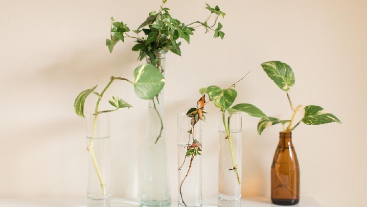 Propagating a Green English Ivy & Pothos Plants. A dark green English Ivy and pothos in vases propagating in bright natural light



English Ivy and pothos are easy-care houseplants that grow quickly and are easy to propagate.