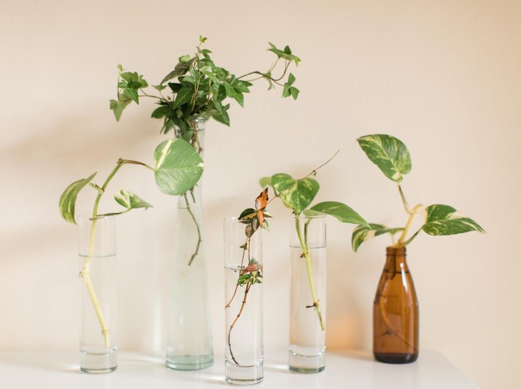 Tanaman hias Propagating a Green English Ivy & Pothos Plants. A dark green English Ivy and pothos in vases propagating in bright natural light



English Ivy and pothos are easy-care houseplants that grow quickly and are easy to propagate.