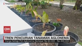 VIDEO: Tren Pencurian Tanaman Aglonema