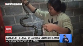 VIDEO: Ular Piton Jatuh dari Plafon Dapur Rumah