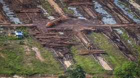 Mentan Buka Lahan Rawa 44,7 Ribu Hektare di Merauke untuk Sawah
