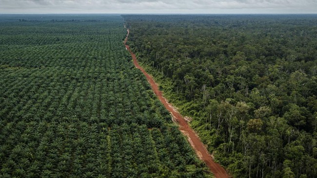 Melihat perekonomian Papua yang mendapatkan alokasi dana otonomi khusus (otsus) untuk pelaksanaan otonomi khusus, pembangunan dan pemerataan infrastruktur.