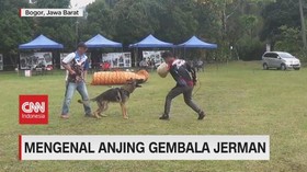 VIDEO: Mengenal Anjing Gembala Jerman