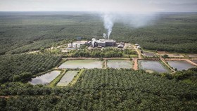 Greenpeace Akui Pernah Kerja Bareng Sinar Mas demi Setop Deforestasi