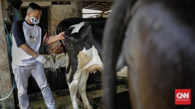 FOTO : Kerek Produksi Sapi dengan Program Inseminasi Buatan