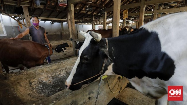Pemerintah mengungkapkan pemerintah berencana membuka lahan peternakan terintegrasi di Merauke, Papua.