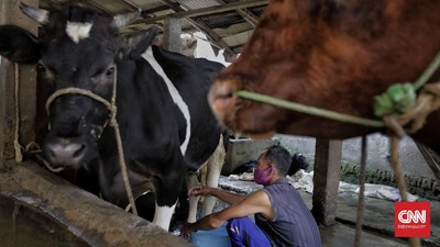 Anggota Dewan Pakar TKN Prabowo-Gibran, Drajat Wibowo menyebut wacana impor sapi perah dari India karena jenis sapi tersebut cocok untuk hidup di Indonesia.