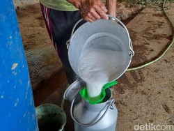 Mahasiswa IPB Buat Inovasi Pakan Ternak, Bisa Naikkan Produktivitas Sapi Perah