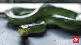 Ilmuwan AS Temukan Spesies Ular Baru dari Filipina