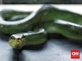 Ilmuwan AS Temukan Spesies Ular Baru dari Filipina