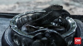 7 Hal yang Harus Dilakukan Agar Ular Tak Bersarang di Rumah
