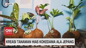 VIDEO: Kreasi Tanaman Hias Kokedama Ala Jepang