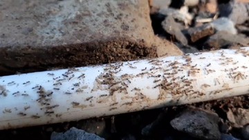 Teror koloni semut bisa disebabkan habitatnya terganggu