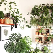 Aesthetic Banget, 5 Tanaman Ini Akan Mempercantik Dekorasi Rumahmu!