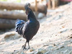 Ayam Cemani Punya Bulu hingga Daging Serba Hitam, Ternyata Ini Penyebabnya