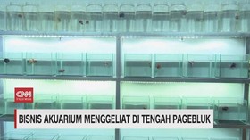 VIDEO: Bisnis Akuarium Menggeliat di Tengah Pagebluk