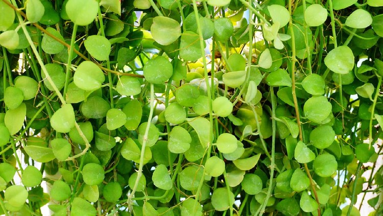 green fall Ornamental Garden, Plant, Decoration, Dischidia, Green Color