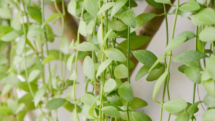 Macro of dave plant