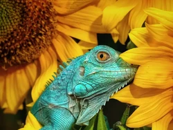 Iguana Karya Fotografer Jakarta Jadi Foto Hewan Terbaik 2020 Versi Agora