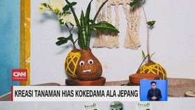 VIDEO: Kreasi Tanaman Hias Kokedama Ala Jepang