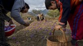 FOTO: Memanen Saffron, Rempah Termahal Dunia di Kashmir Dikelilingi oleh pegunungan rendah, lembah dengan hamparan bunga ungu di Kashmir menghasilkan salah satu rempah paling berharga di dunia, saffron.