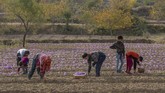 FOTO: Memanen Saffron, Rempah Termahal Dunia di Kashmir Dikelilingi oleh pegunungan rendah, lembah dengan hamparan bunga ungu di Kashmir menghasilkan salah satu rempah paling berharga di dunia, saffron.