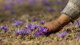 FOTO: Memanen Saffron, Rempah Termahal Dunia di Kashmir Dikelilingi oleh pegunungan rendah, lembah dengan hamparan bunga ungu di Kashmir menghasilkan salah satu rempah paling berharga di dunia, saffron.