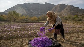 FOTO: Memanen Saffron, Rempah Termahal Dunia di Kashmir