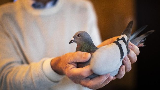 Burung merpati balap dilelang seharga Rp26,6 M. Burung ini dibiakkan secara khusus di Belgia yang dianggap tempat paling tempat untuk ternak merpati balap.