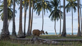 Imbas Penyakit LSD, Pasokan Daging Sapi Potong di Riau Terhambat