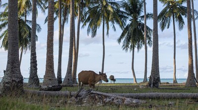 img-title Imbas Penyakit LSD, Pasokan Daging Sapi Potong di Riau Terhambat