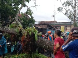 Pohon Tumbang di Jalur Puncak Cianjur, Akses Jalan Tertutup-Lallin Macet