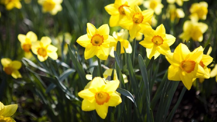 Tanaman hias daffodil
